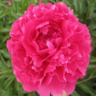 Paeonia 'Pink Supreme' – Bazsarózsa
