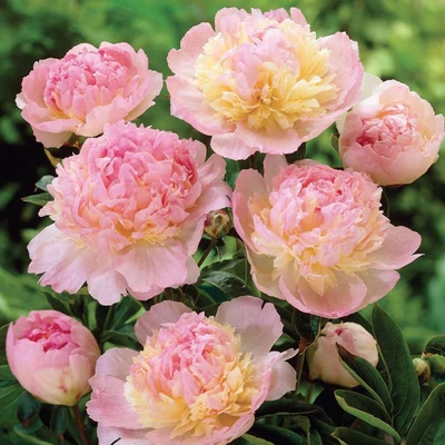 Paeonia lactiflora 'Raspberry Sundae' – Illatos bazsarózsa