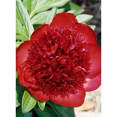Paeonia 'Red Charm' – Bazsarózsa