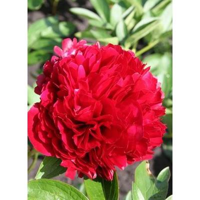 Paeonia 'Red Grace' – Bazsarózsa