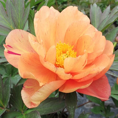 Paeonia 'Singing in the Rain' – Itoh bazsarózsa