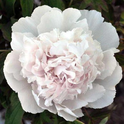 Paeonia suffruticosa 'Xue Ta' – Fás szárú bazsarózsa