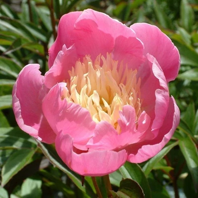 Paeonia 'Władysława' – Bazsarózsa