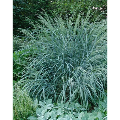 Panicum amarum 'Dewey Blue' – Tengerparti köles (kékeszöld lomb)