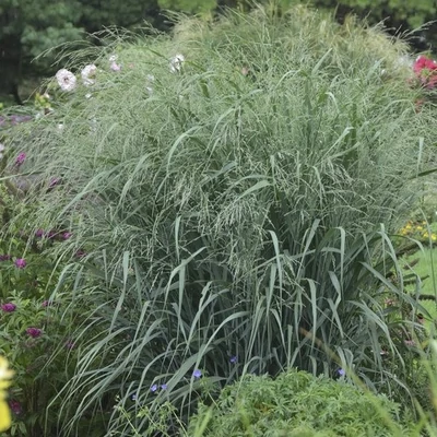 Panicum virgatum 'Blue Fountain' – Vesszős köles