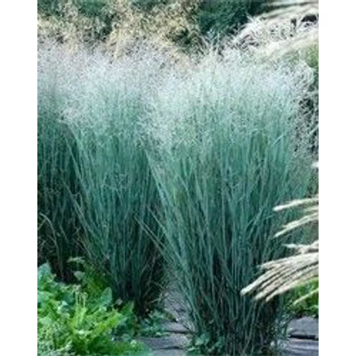 Panicum virgatum 'Heavy Metal' – Vesszős köles