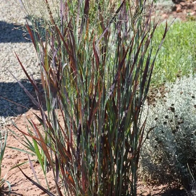 Panicum virgatum 'Nosferatu' – Vesszős köles