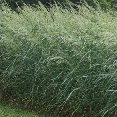 Panicum virgatum 'Prairie Grey' – Vesszős köles