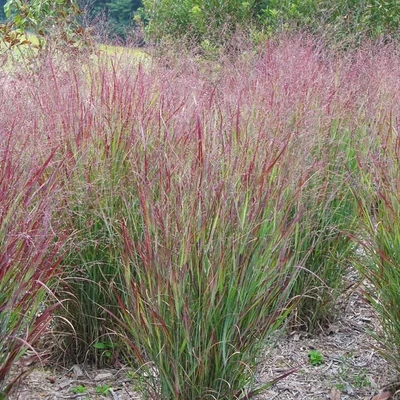 Panicum virgatum 'Shanandoah' – Vesszős köles