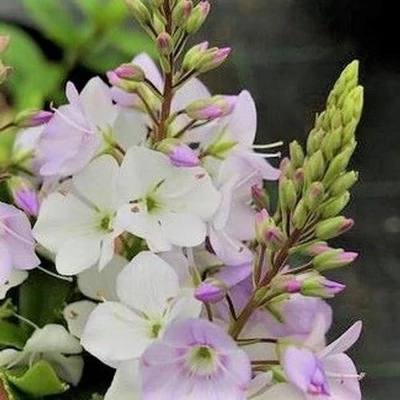 Parahebe (syn.: Hebe x hybrida) 'Pink Avalanche' – Örökzöld veronikacserje