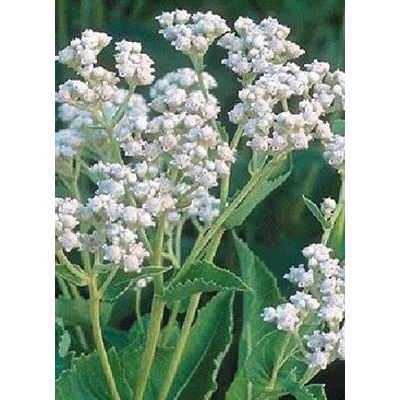 Parthenium integrifolium – Hamisüröm