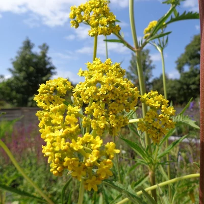 Patrinia scabiosifolia