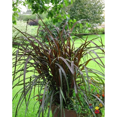 Pennisetum advena 'Vertigo' – Tollborzfű