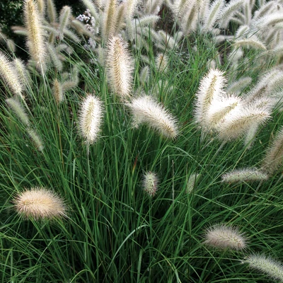 Pennisetum alopecuroides 'Cassian' - Tollborzfű