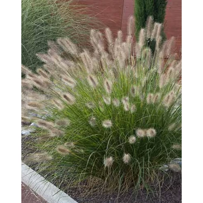 Pennisetum alopecuroides – Kínai vagy évelő tollborzfű