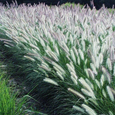 Pennisetum alopecuroides 'Foxtrot' – Tollborzfű