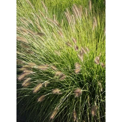 Pennisetum alopecuroides 'Hameln Gold' – Tollborzfű