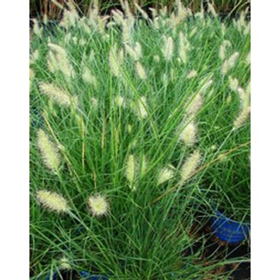 Pennisetum alopecuroides 'Little Bunny' - Tollborzfű (drapp, alacsony)