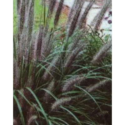 Pennisetum alopecuroides 'National Arboretum' – Tollborzfű