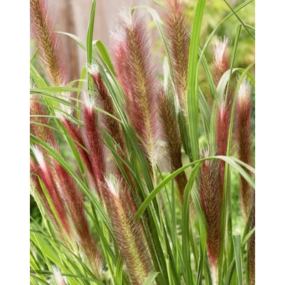 Pennisetum alopecuroides 'Red Head' – Tollborzfű