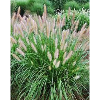 Pennisetum alupecuroides – Tollborzfű