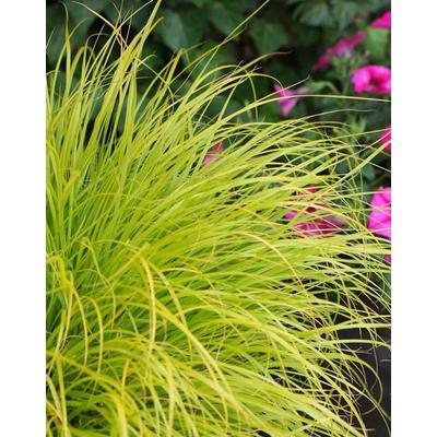 Pennisetum 'JS Jommenik' – Tollborzfű