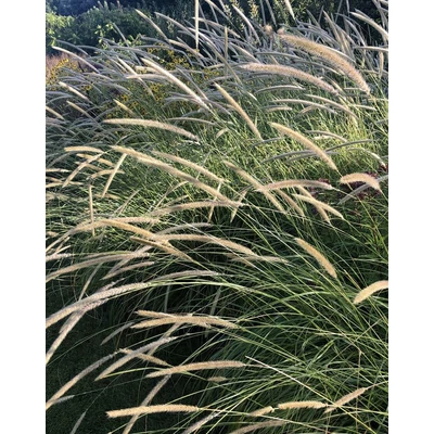 Pennisetum macrourum – Afrikai tollborzfű