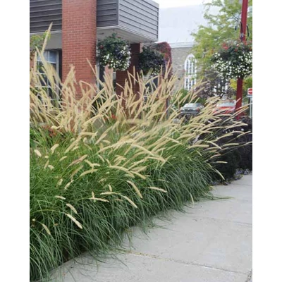 Pennisetum macrourum 'White Lancer' – Afrikai tollborzfű