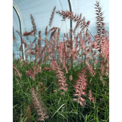 Pennisetum orientale 'Flamingo' – Keleti tollborzfű