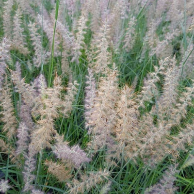 Pennisetum orientale 'JS Dance With Me' – Keleti tollborzfű