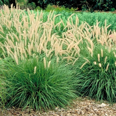 Pennisetum orientale – Keleti tollborzfű