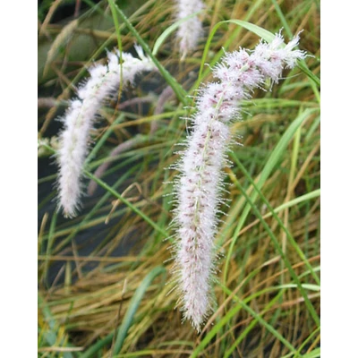 Pennisetum orientale 'Tall Tails' – Magas tollborzfű