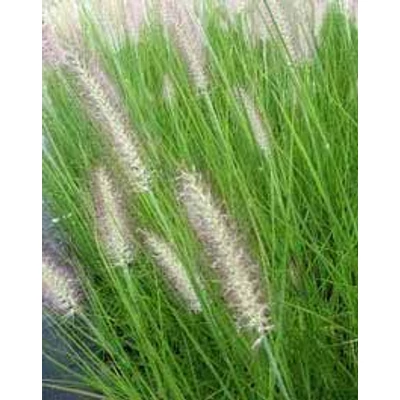 Pennisetum alopecuroides 'Reborn' – Tollborzfű