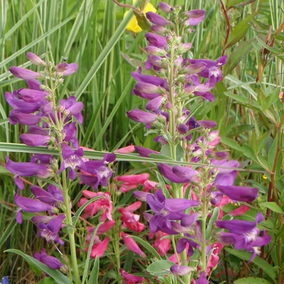 Penstemon barbatus var. 'Rondo' – Szakállas bugatölcsér