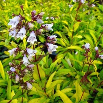 Penstemon digitalis 'Goldfinger' – Bíborlevelű bugatölcsér