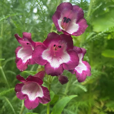 Penstemon hartwegii 'Partybells Violet' – Piros bugatölcsér