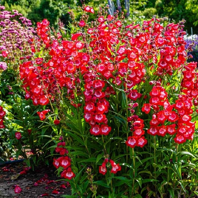 Penstemon 'Rubicunda' – Bugatölcsér