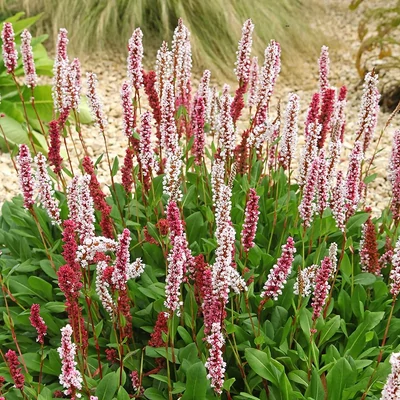 Persicaria affinis 'Kabouter' – Örökzöld keserűfű