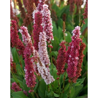 Persicaria affinis – Keserűfű