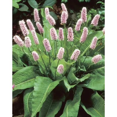 Persicaria affinis 'Superba' – Örökzöld keserűfű