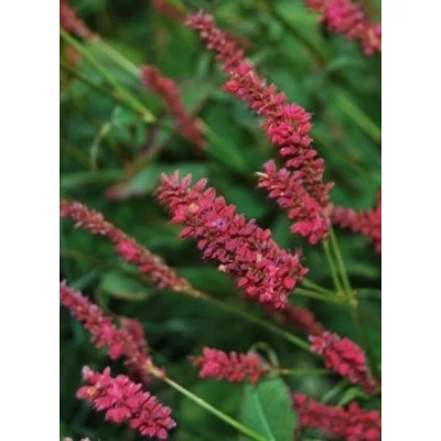 Persicaria amplexicaulis 'Dark Red' – Keserűfű