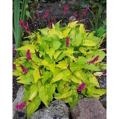 Persicaria amplexicaulis 'Golden Arrow' – Keserűfű