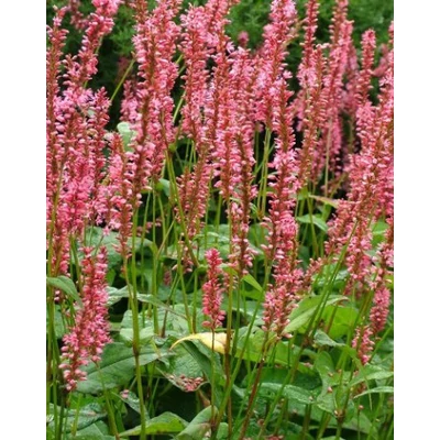Persicaria amplexicaulis 'Orange Field' – Keserfű
