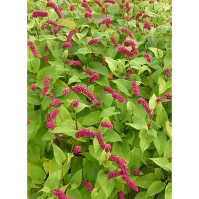 Persicaria amplexicaulis var. pendula – Keserűfű