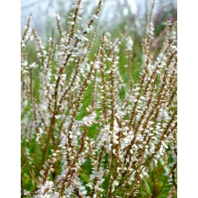 Persicaria amplexicaulis 'White Eastfield' – Keserűfű