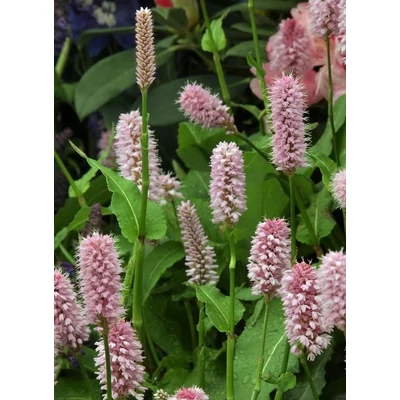 Persicaria bistorta 'Superba' – Kígyógyökerű keserűfű