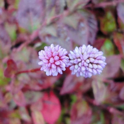Persicaria (Polygonum) capitatum 'Pink Buttons' – Fejecskés keserűfű
