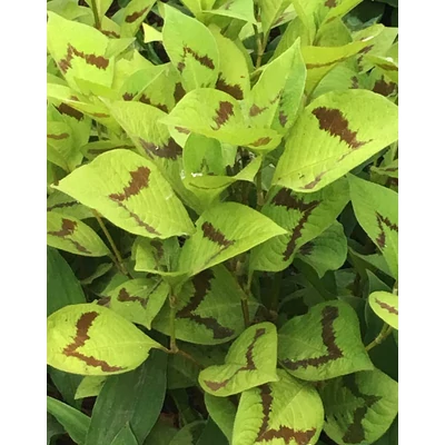 Persicaria virginiana 'Lance Coporal' – Keserűfű