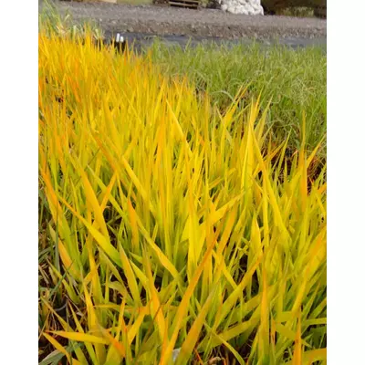 Phalaris arundinacea 'Pure Gold' – Pántlikafű