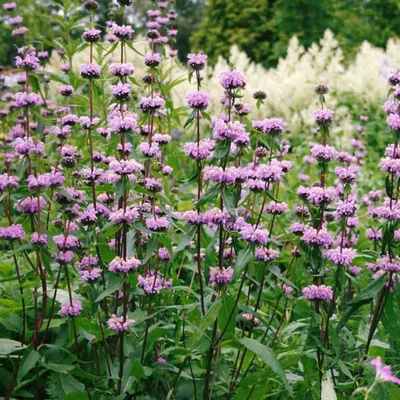 Phlomis tuberosa 'Amazone' – Gumós macskahere